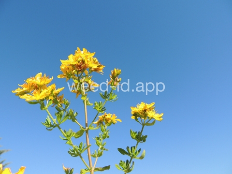 St. Johnswort, common